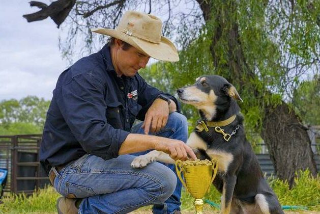 Last pick of the litter, Bear the kelpie is now top dog