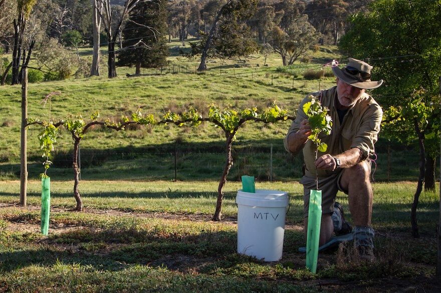 From ripe grapes to definite slurpability