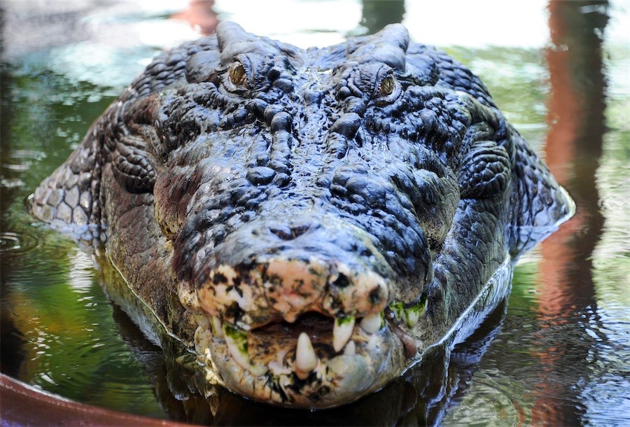 A ‘sweetheart’: Cassius the record-breaking croc dies