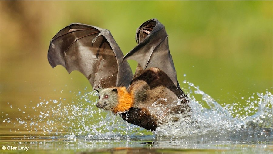 Grey-haired Flying Fox Drinking Behaviour. Photo: Ofer Levy