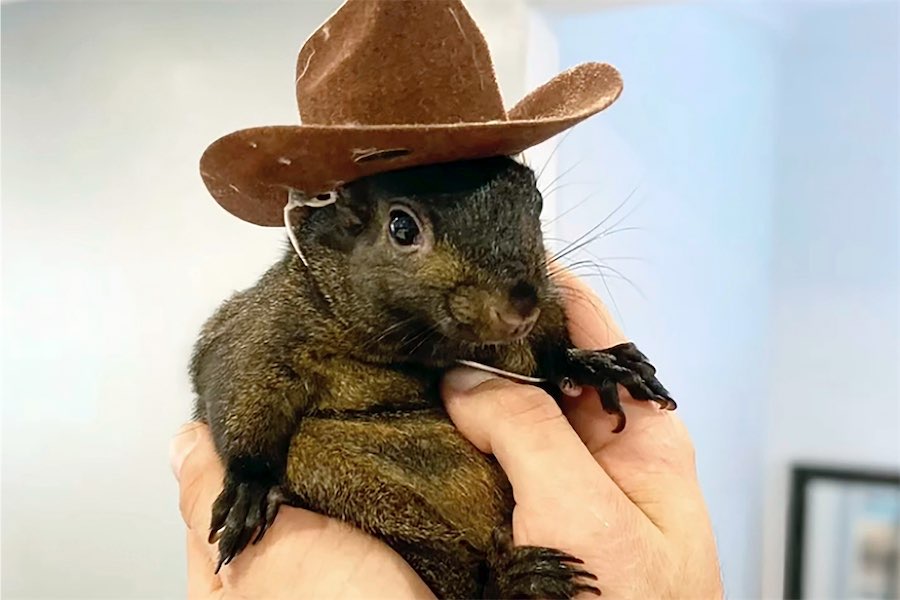 ‘Devastating’: Instagram-famous pet squirrel euthanised