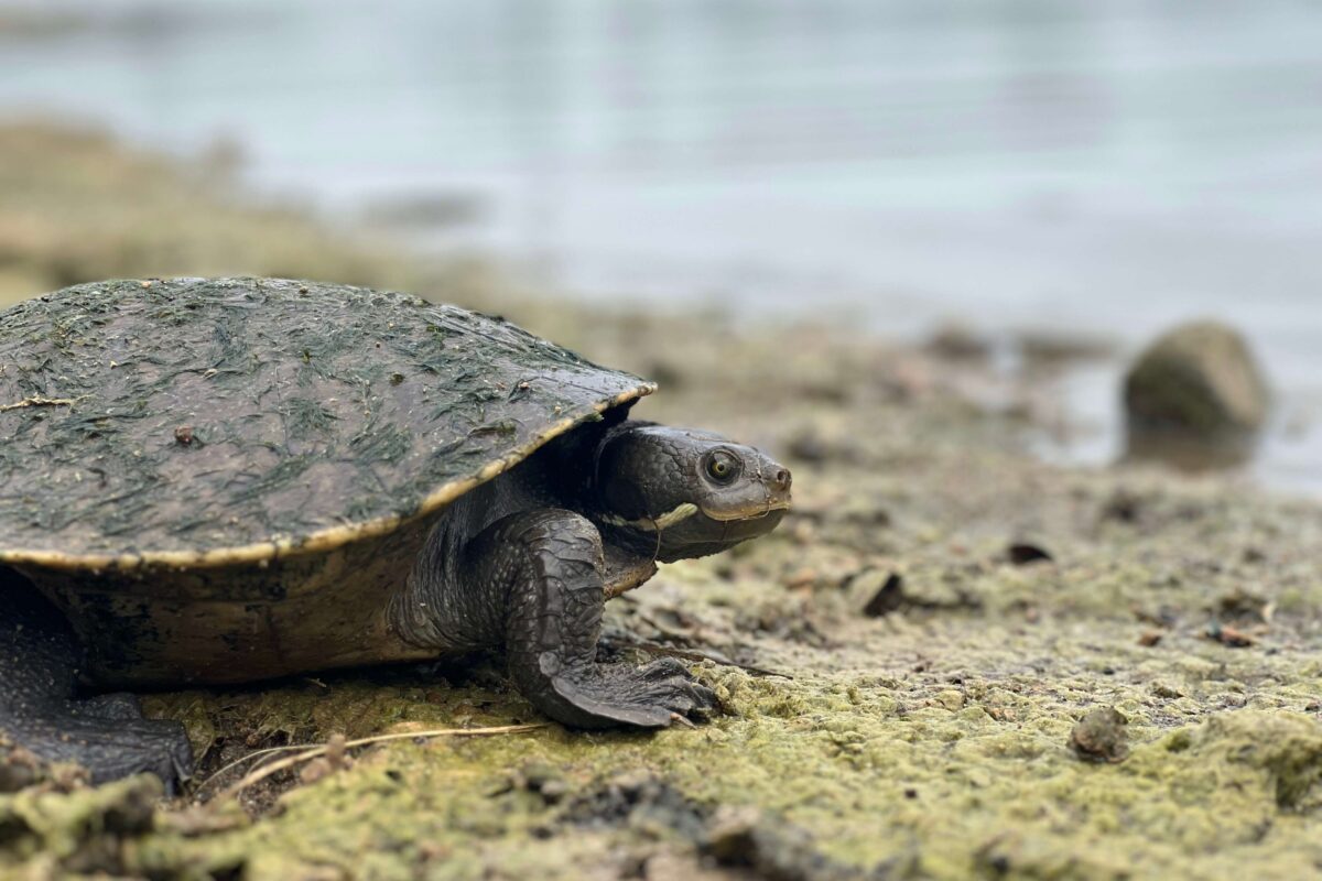 Turtle shell shock as chemicals pose population risk