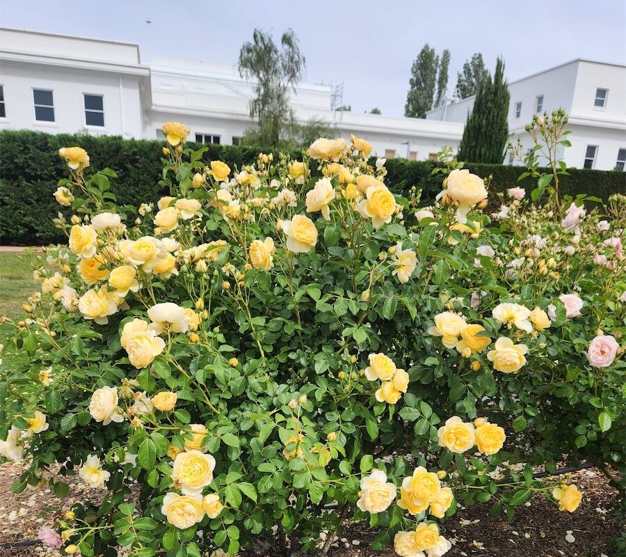 Good time to check out blooming roses 