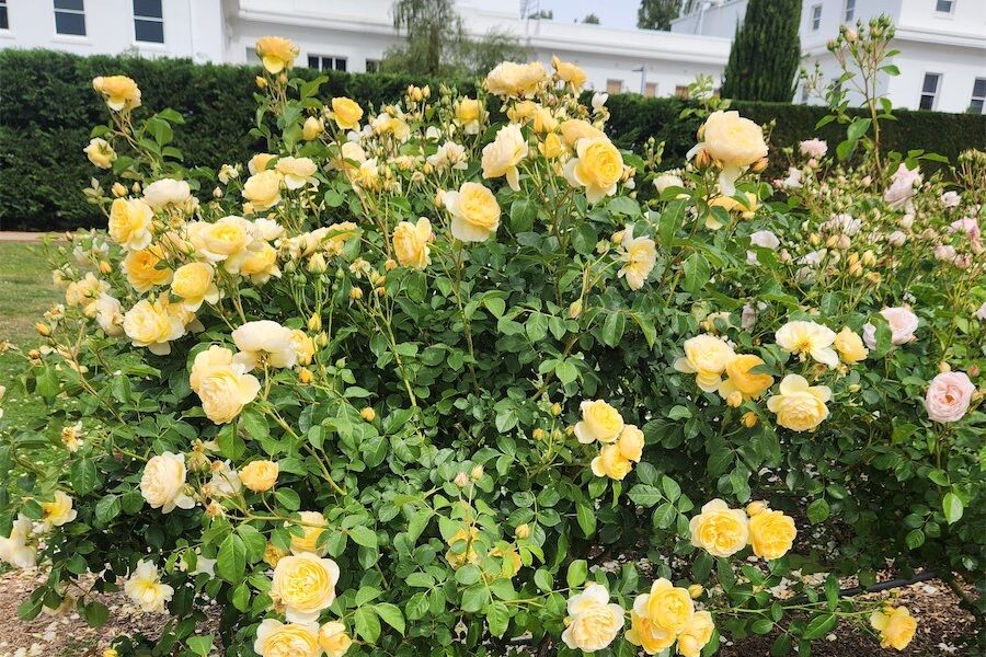 Good time to check out blooming roses  | Canberra CityNews