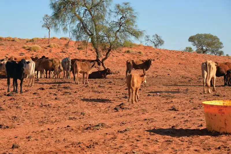 ‘We can’t buy rain’: drought taking a toll on farmers