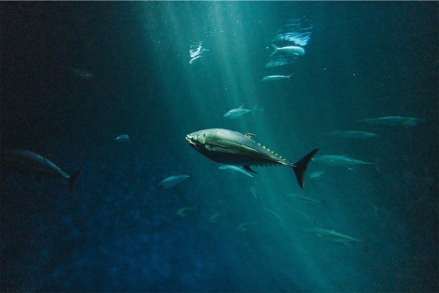 Fishy sustainability practices in popular canned tuna