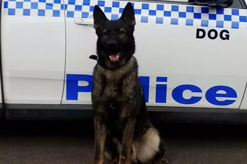 ‘Devastating’ police dog deaths probed after pod fail