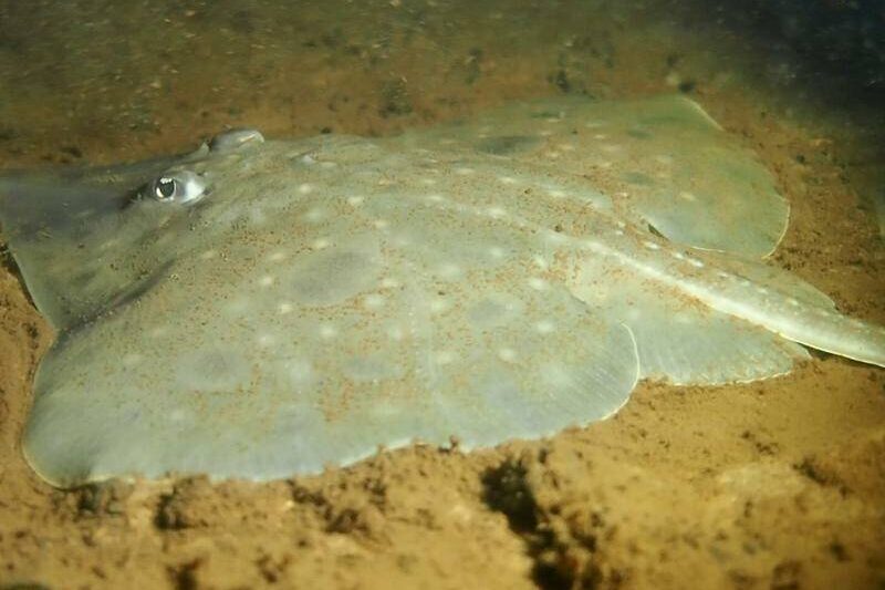 Funding boost to save endangered fish in remote harbour