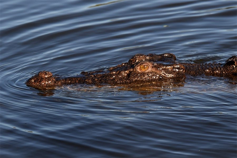 Crocodile count raises concerns about swimming holes