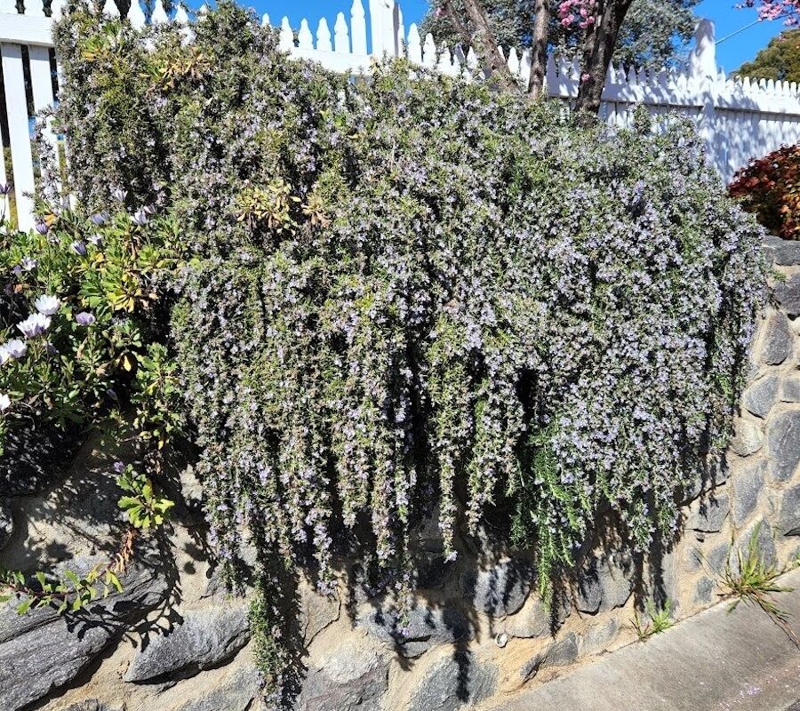 Sensory garden brings everything together