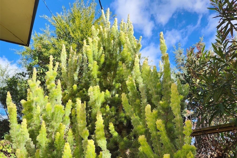 Love the touch of the velvety woolly bush | Canberra CityNews