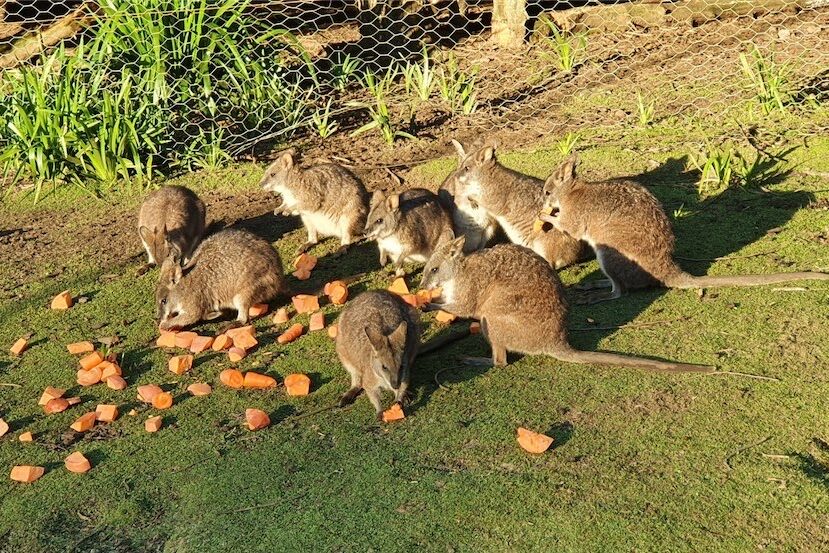 Professor stands up for the plight of Parma wallabies