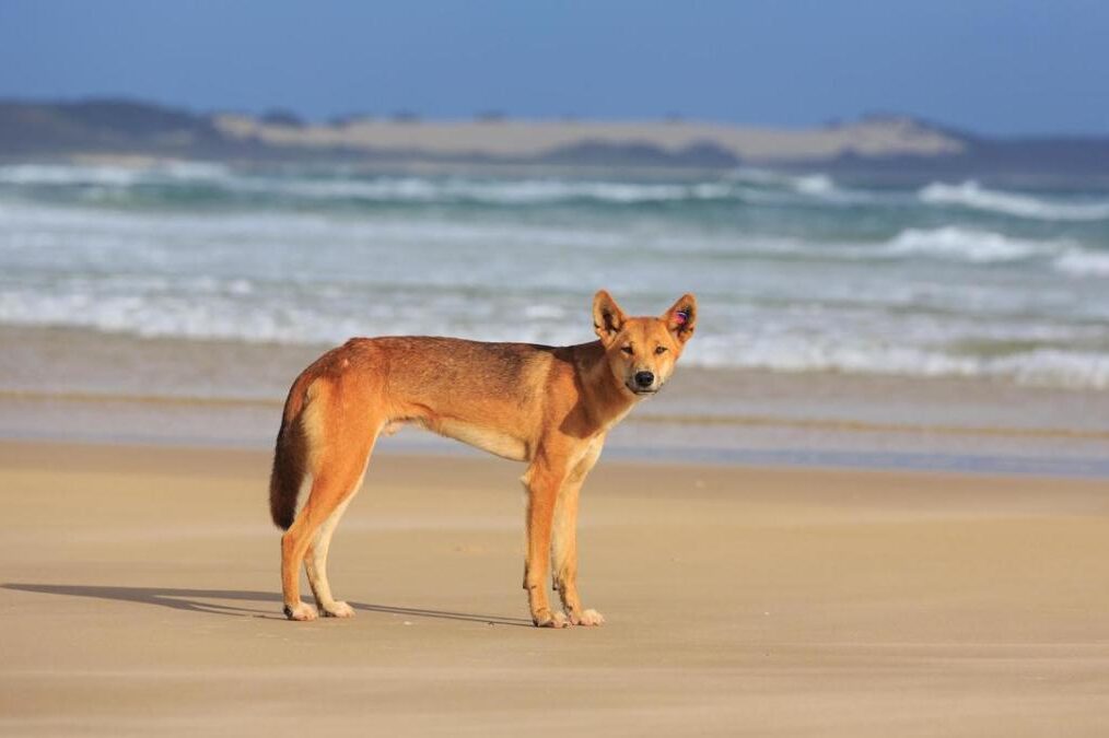 Repeat offender hit with hefty fine for feeding dingo