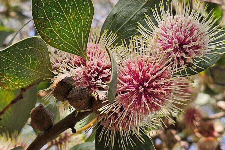 Karen has a passion for growing native plants