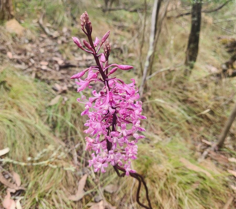 Watch out for a special orchid that's easily missed