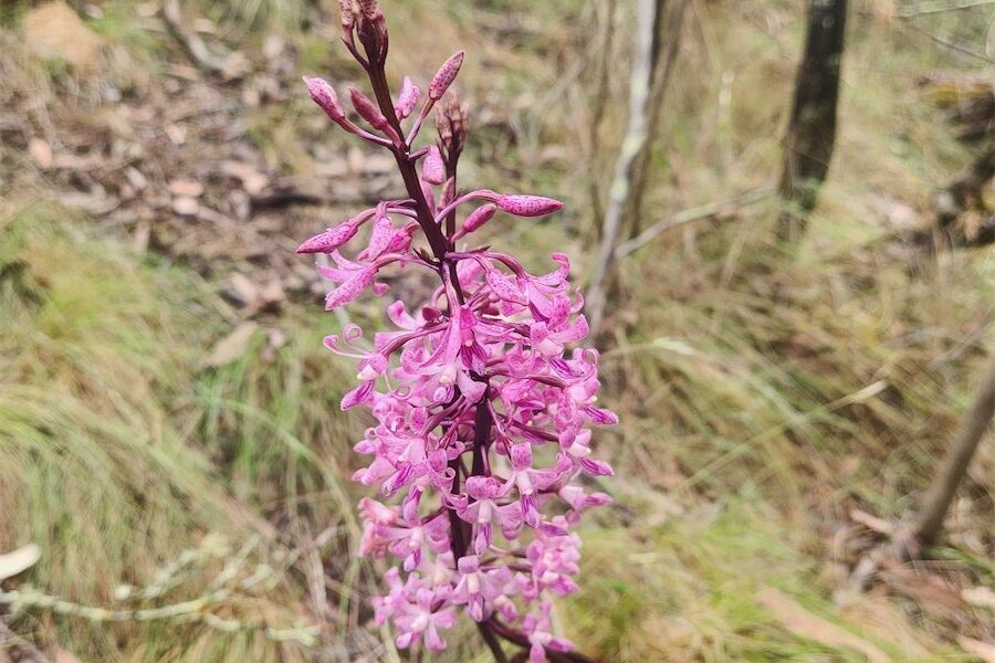 Watch out for a special orchid that’s easily missed | Canberra CityNews