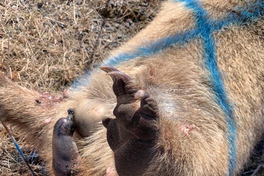 Dead wombats along the highway, but who cares? 