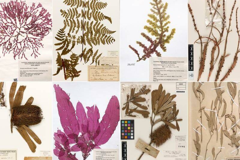 Plants collected on Cook voyage in new online archive