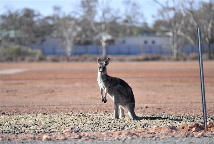 Probe after man attacked by ‘massive’ kangaroo