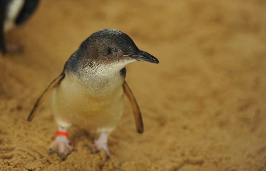 ‘Grim news’: Penguin alert as bird flu outbreak worsens