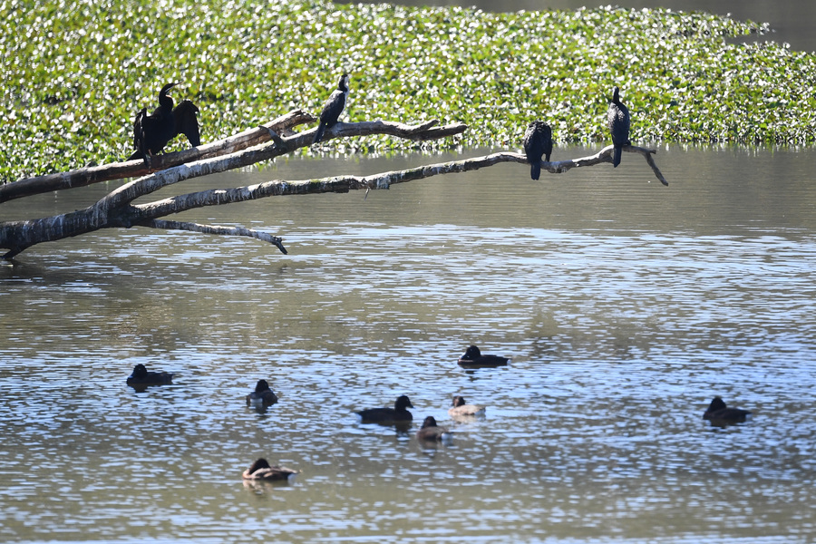 ‘At risk’: flu vaccine bid to spare endangered birds