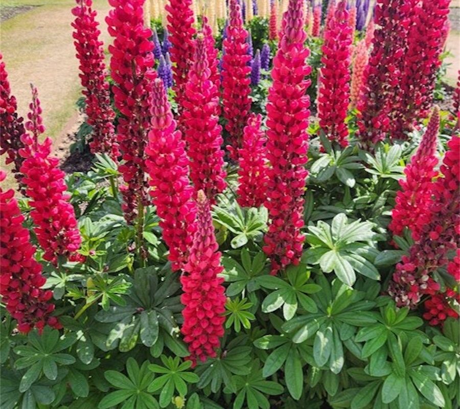 Floral impact of spring cottage favourites