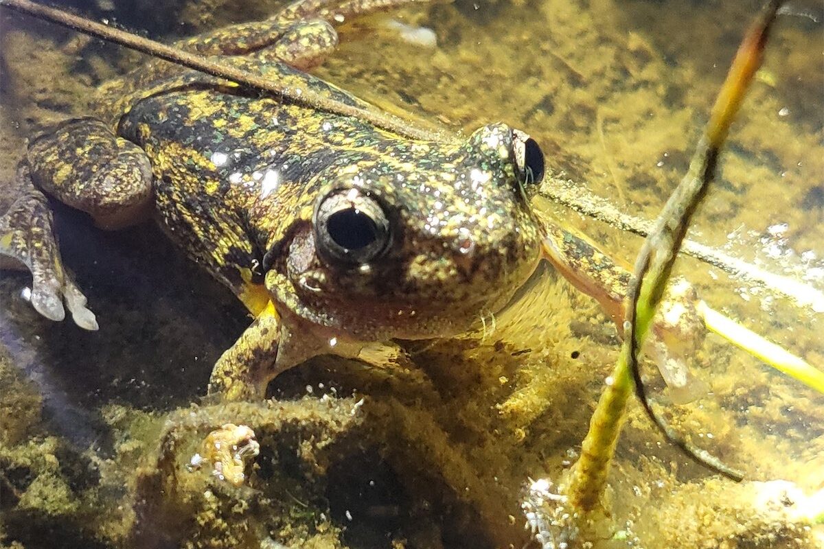 ‘Spas’ give threatened frogs a fighting chance 