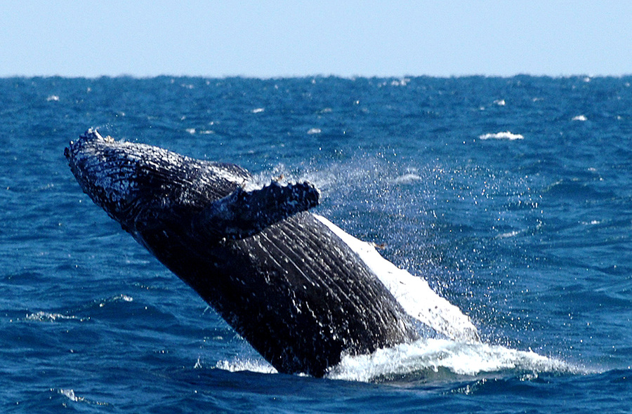 ‘Not all good news’ amid whale conservation anniversary
