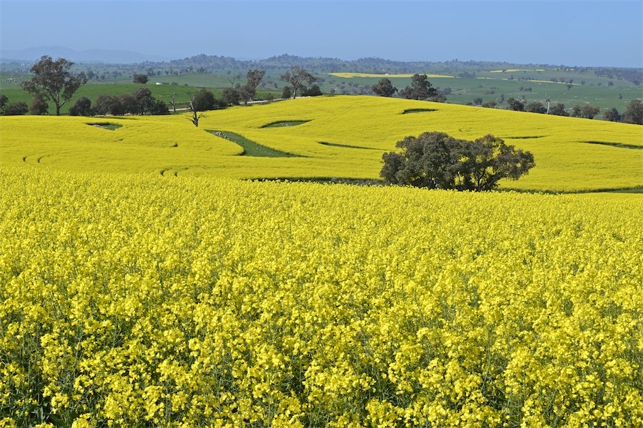 ‘Pretty awesome’: canola fields burst into colour