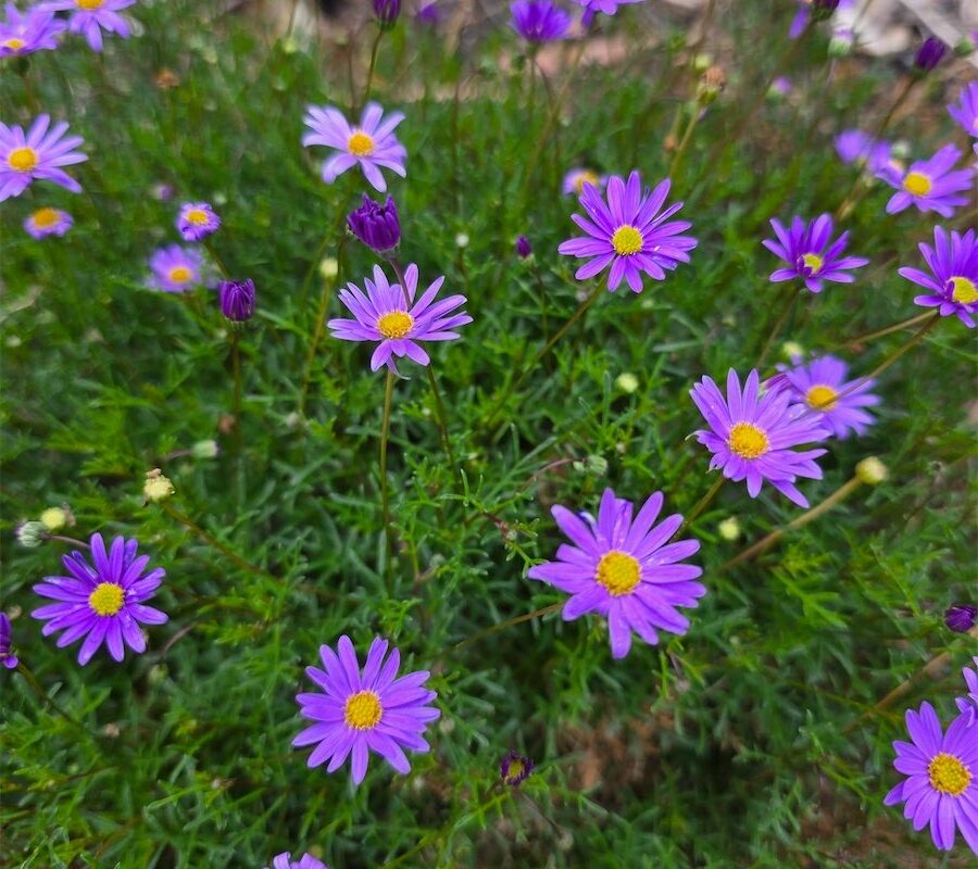 The daisy that thrives in sunny spots