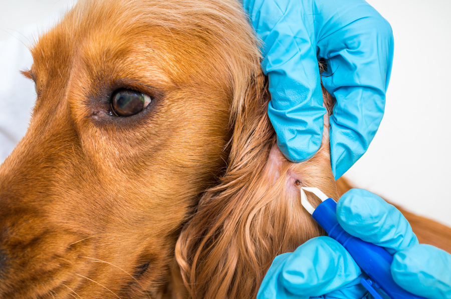 Ticks pose a growing risk to Canberra pets