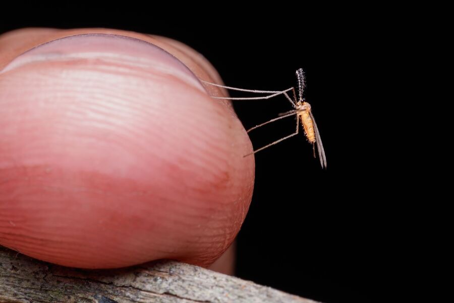 Summer's flesh-eating threat in backyard mozzies