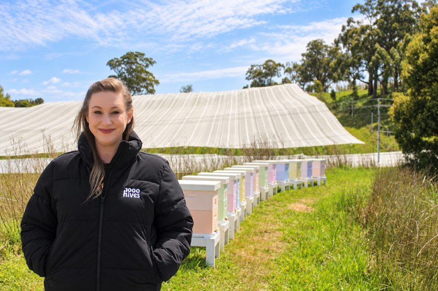Beehive blitz may fill pollination gap as mite spreads